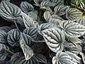 Peperomia griseoargentea（英语：）