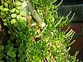 Peperomia hoffmannii