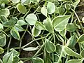 Peperomia nitida