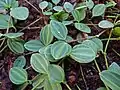 Peperomia quadrangularis