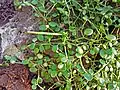 Peperomia rotundifolia（英语：） var. rotundifolia