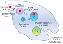 A cartoon that depicts the engulfment of a single bacterium, its passage through a cell where it is digested and released as debris.