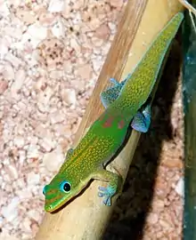 马达加斯加金粉守宫Phelsuma laticauda