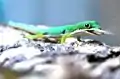 Phelsuma quadriocellata（英语：）