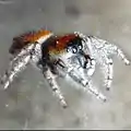 Phidippus whitmani