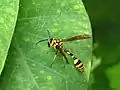 Phimenes flavopictus（英语：）