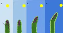 A diagram of the mechanism of phototropism in oat coleoptiles