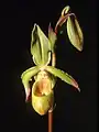 林氏美洲兜兰Phragmipedium lindleyanum