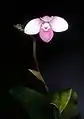 短瓣美洲兜兰Phragmipedium schlimii