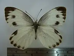 東方菜粉蝶Pieris rapae