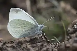 愛谷粉蝶Pieris ergane