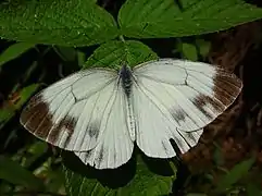 黑紋粉蝶Pieris melete