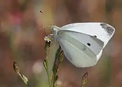 Pieris rapae