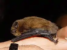 A Pipistrellus pipistrellus (i.e., the common pipistrelle) sits on the hand of a researcher.