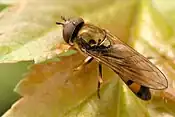 Platycheirus（英语：）