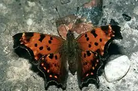 波鉤蛺蝶Polygonia progne