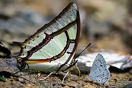 二尾蛺蝶P. narcaea meghaduta