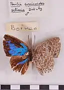 埃圓灰蝶Poritia erycinoides pellonia ♂