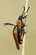 Mating Metriorrhynchus rhipidius