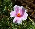 Portulaca grandiflora Bicolour