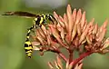 Phimenes flavopictus（英语：） nectaring