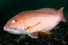 紅尾擬隆頭魚 Pseudolabrus rubicundus