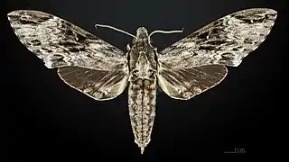 ♂