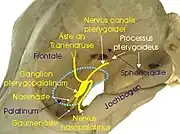 Pterygopalatine fossa in a dog