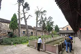 郑氏宗祠 “洁牲池”和古柏