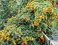 Pyracantha 'Orange Carer'