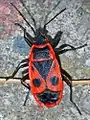 紅蝽科的無翅紅蝽Pyrrhocoris apterus