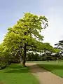 長出金黃色葉片的栽培種，'Quercus robur 'Concordia'