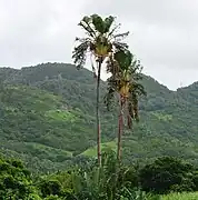 毛里求斯大型旅人蕉