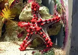 Red-knobbed starfish (Protoreaster linckii)