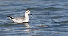 Red Phalarope