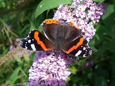 在訪花的優紅蛺蝶Vanessa atalanta