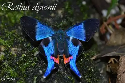 紫松蜆蝶Rhetus dysonii