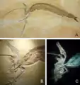 喙嘴翼龍（Rhamphorhynchus）和Aspidorhynchus