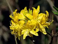 欧洲黄杜鹃 Rhododendron luteum