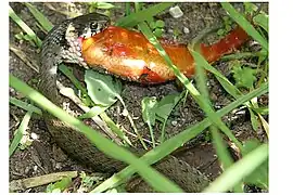 水游蛇吞食鲫鱼