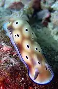 Hypselodoris tryoni（英语：）