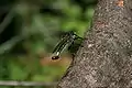 Robber fly resting.