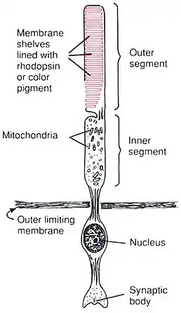 視桿細胞的解剖构造Human Physiology and Mechanisms of Disease by Arthur C. Guyton (1992) .mw-parser-output cite.citation{font-style:inherit}.mw-parser-output .citation q{quotes:"\"""\"""'""'"}.mw-parser-output .citation .cs1-lock-free a{background:url("//upload.wikimedia.org/wikipedia/commons/thumb/6/65/Lock-green.svg/9px-Lock-green.svg.png")no-repeat;background-position:right .1em center}.mw-parser-output .citation .cs1-lock-limited a,.mw-parser-output .citation .cs1-lock-registration a{background:url("//upload.wikimedia.org/wikipedia/commons/thumb/d/d6/Lock-gray-alt-2.svg/9px-Lock-gray-alt-2.svg.png")no-repeat;background-position:right .1em center}.mw-parser-output .citation .cs1-lock-subscription a{background:url("//upload.wikimedia.org/wikipedia/commons/thumb/a/aa/Lock-red-alt-2.svg/9px-Lock-red-alt-2.svg.png")no-repeat;background-position:right .1em center}.mw-parser-output .cs1-subscription,.mw-parser-output .cs1-registration{color:#555}.mw-parser-output .cs1-subscription span,.mw-parser-output .cs1-registration span{border-bottom:1px dotted;cursor:help}.mw-parser-output .cs1-ws-icon a{background:url("//upload.wikimedia.org/wikipedia/commons/thumb/4/4c/Wikisource-logo.svg/12px-Wikisource-logo.svg.png")no-repeat;background-position:right .1em center}.mw-parser-output code.cs1-code{color:inherit;background:inherit;border:inherit;padding:inherit}.mw-parser-output .cs1-hidden-error{display:none;font-size:100%}.mw-parser-output .cs1-visible-error{font-size:100%}.mw-parser-output .cs1-maint{display:none;color:#33aa33;margin-left:0.3em}.mw-parser-output .cs1-subscription,.mw-parser-output .cs1-registration,.mw-parser-output .cs1-format{font-size:95%}.mw-parser-output .cs1-kern-left,.mw-parser-output .cs1-kern-wl-left{padding-left:0.2em}.mw-parser-output .cs1-kern-right,.mw-parser-output .cs1-kern-wl-right{padding-right:0.2em}ISBN 0-7216-3299-8 p. 373