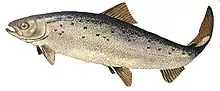 Diadromous fish (Atlantic salmon)