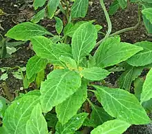 A short green plant with many elliptical shaped leaves of arcuate venation