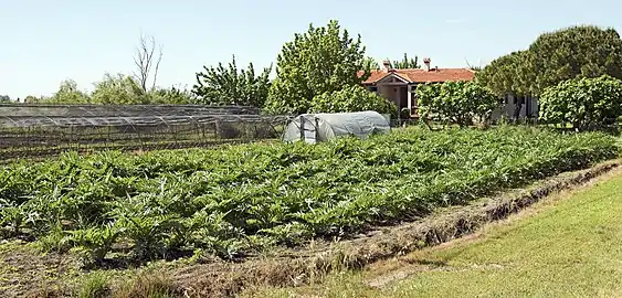 朝鲜蓟种植园