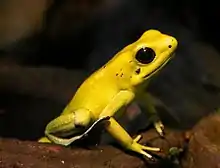 金色箭毒蛙（Phyllobates terribilis）可能是毒性最強的兩棲動物，皮膚上滿了高濃度劇毒蛙毒素（英语：）。