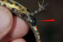 Detail of male newt showing swollen, dark-coloured cloaca