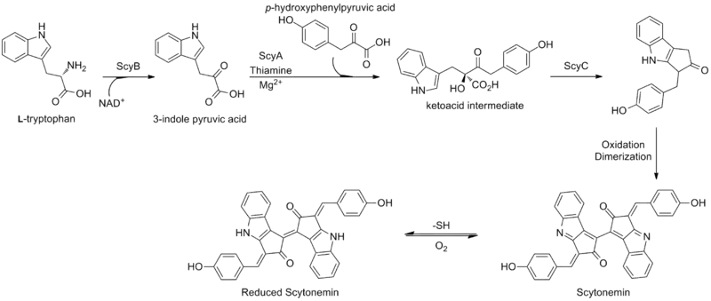 Scytonemin biosynthesis in Lyngbya aestuarii.