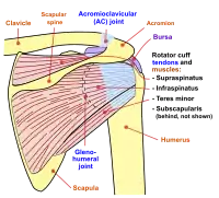 Diagram of the human shoulder joint. Posterior view.